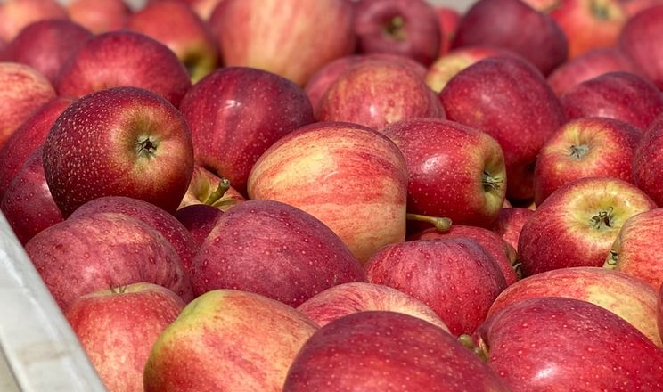 Дешевшають яблука, дорожчають огірки: ціни на овочі та фрукти