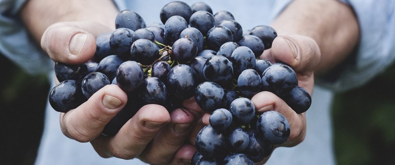 На Одещині фермери зібрали в шість разів менше винограду, ніж очікували