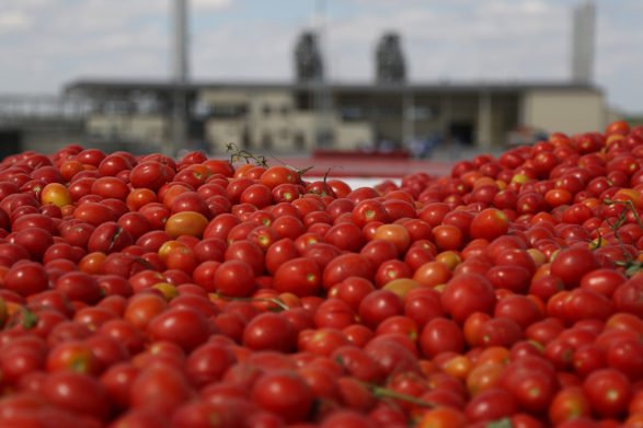 Українські фермери масово залишають на полях урожай цьогорічних помідорів
