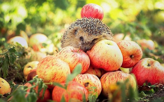 Українські садівники не можуть реалізувати врожай яблук