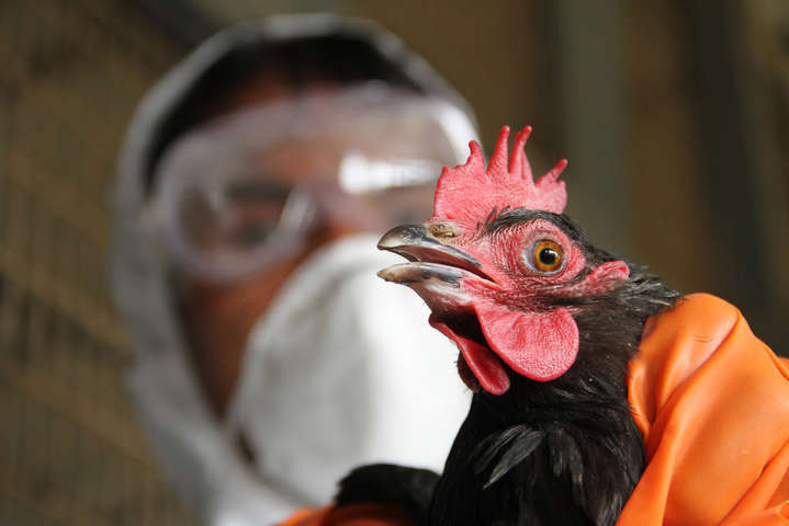 На Миколаївщині стався спалах пташиного грипу