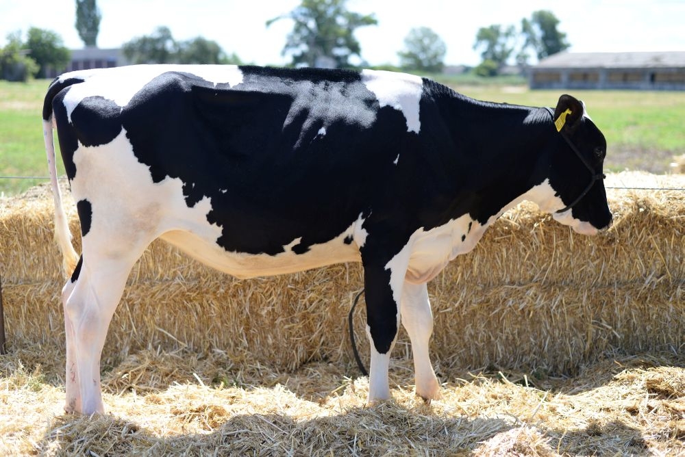 Прибуток від однієї корови на сімейній фермі близько $1 тисячі на рік