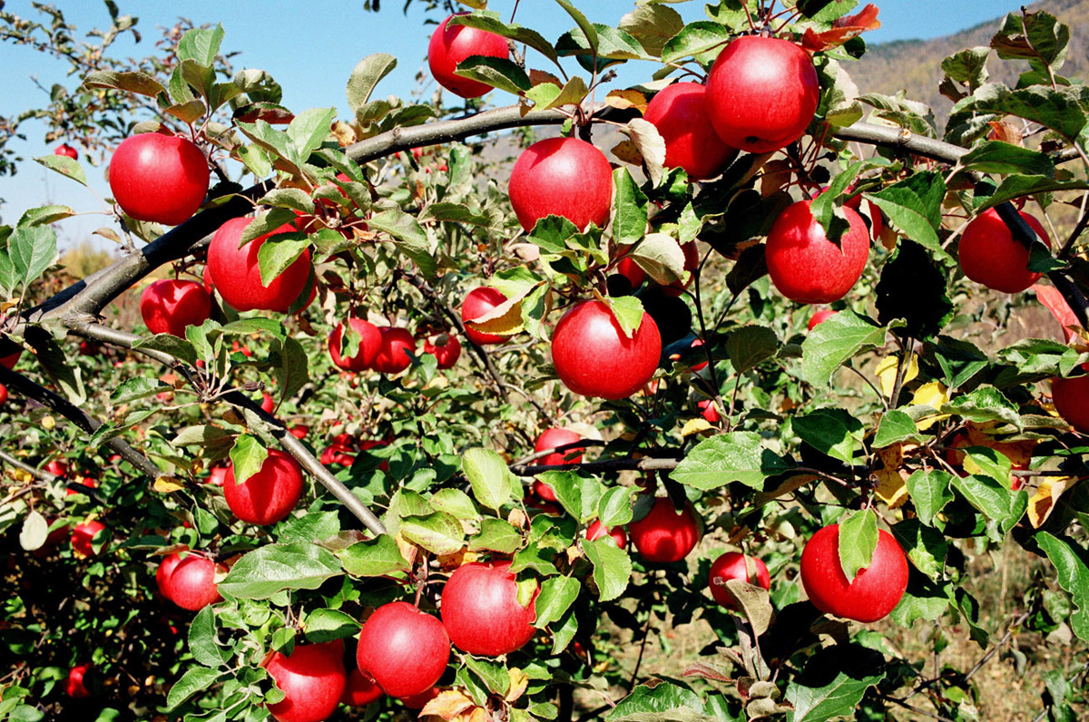 В Ізраїлі розробили дрони для збирання яблук