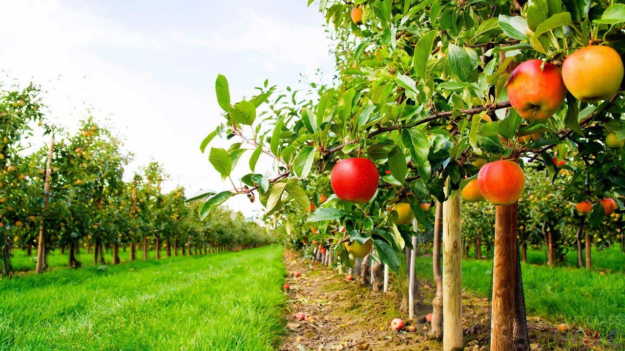 3 тисячі гектар яблуневих садів на Вінниччині можуть викорчувати