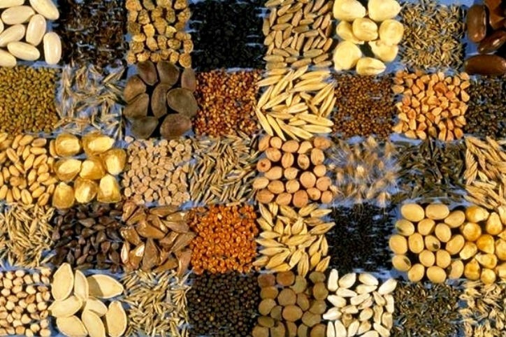 Україна нарощує експорт насіння зернових та олійних культур