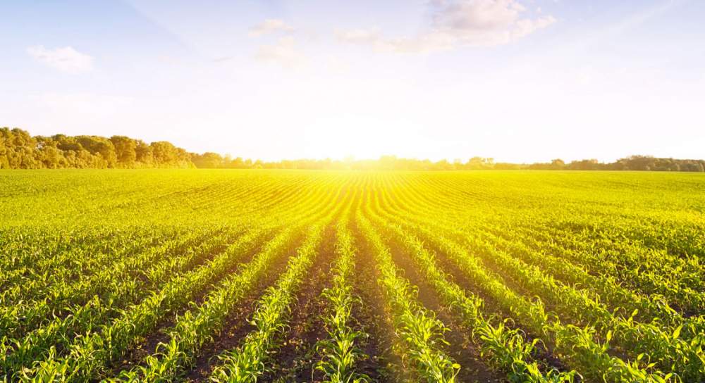 Провідні університети світу працюють над підвищенням фотосинтезу у сільськогосподарських культурах