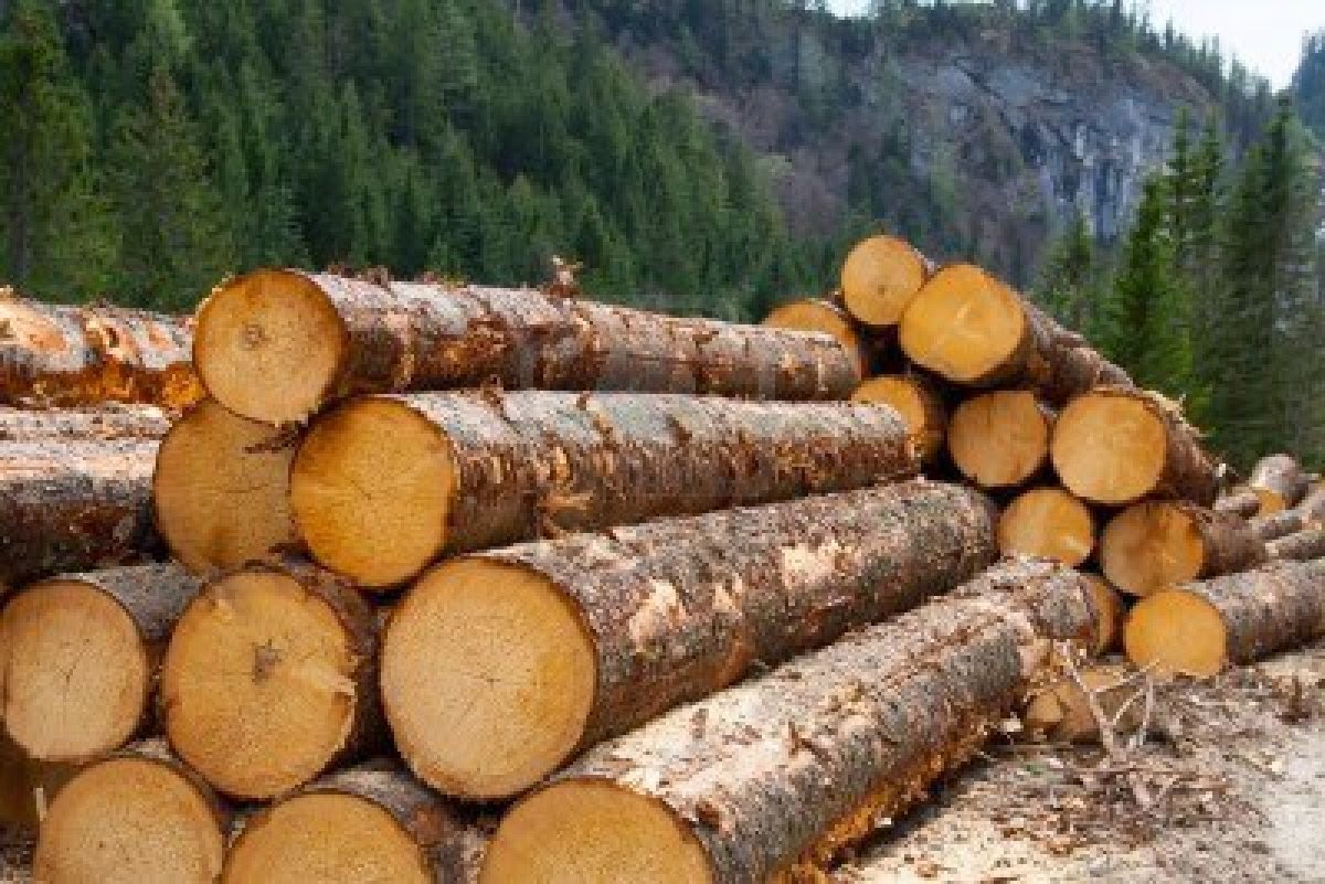 Рада ухвалила у першому читанні законопроєкт про ринок деревини