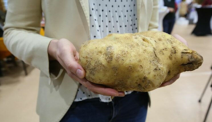Картоплину вагою більш ніж 2 кг виростили в Польщі