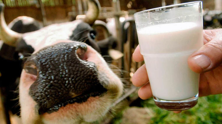 За підсумками року сільгосппідприємства можуть зберегти виробництво молока на рівні минулого року