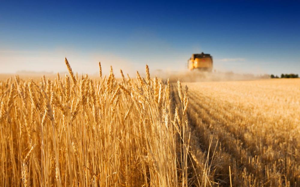 В Україні зібрали 73,4 млн тонн зерна