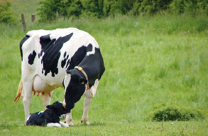 Аграріям нараховано бюджетну дотацію за приріст корів власного відтворення