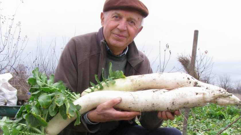 Редька-гігант: український вчений виростив унікальний овоч