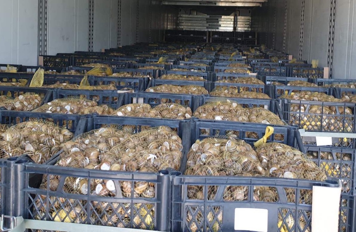 Попит шалений: понад 100 тонн українських равликів відправили в Іспанію