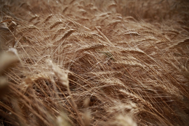 Україна повністю забезпечена продовольчою пшеницею, – Мінагрополітики