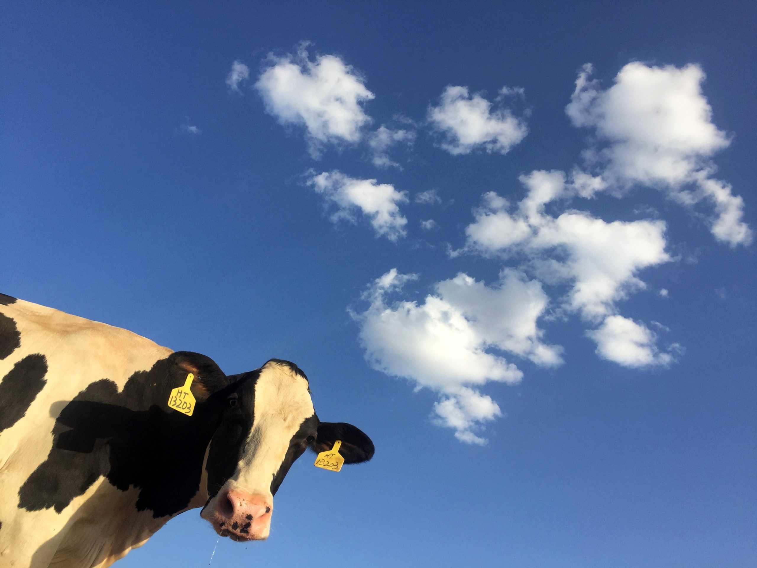 «Деметанізація» корів: чому українським аграріям варто боятися кліматичних обіцянок України