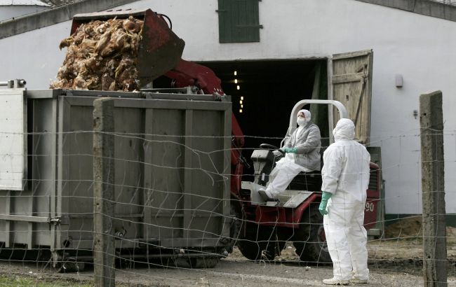 Норвегія заявила про спалах високопатогенного пташиного грипу