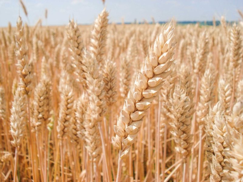 Ціни на продовольчу пшеницю в портах України оновили рекорд, сягнувши 325 $/т