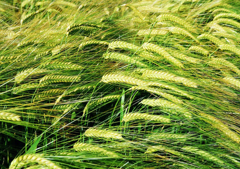 Вчені ідентифікували ген, що впливає на урожайність пшениці