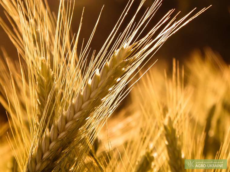 Експерти FAO збільшили прогноз світового виробництва кукурудзи, та зменшили прогноз врожаю пшениці