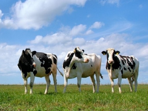 В Україні планують будівництво двох молочних ферм