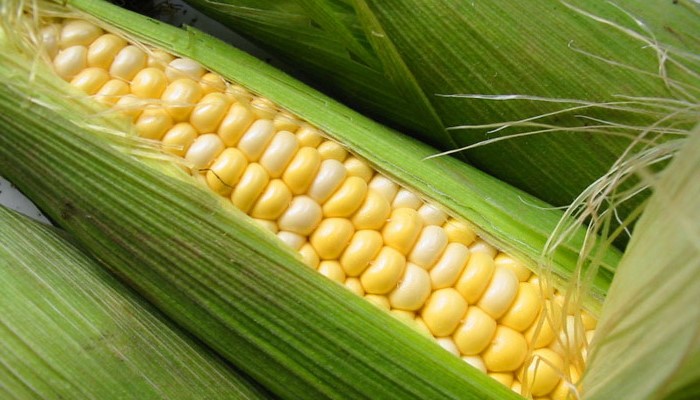 Фермери будуть змушені залишити кукурудзу в полях