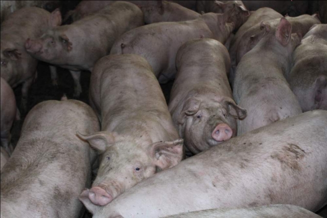 Ціни на свинину консолідувалися по всій країні
