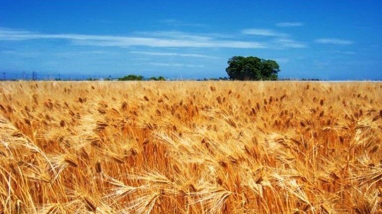 Аграрії заявляють, що немає жодних підстав для обмежень експорту пшениці на фоні рекордного врожаю