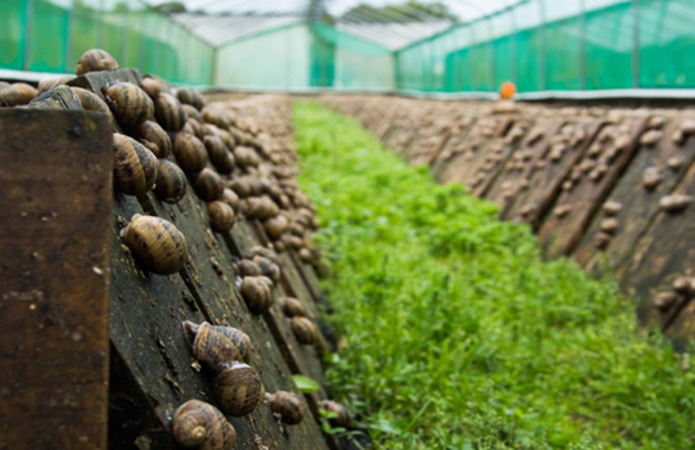 500 равликових ферм закрились за 1,5 роки в Україні