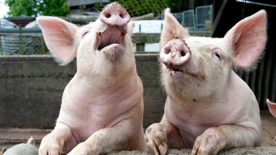 Промислових свиней в Україні знову поменшало