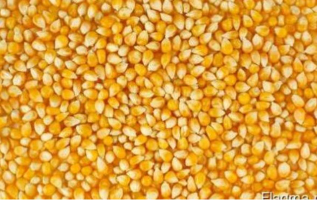 Ціни на кукурудзу в Україні опускаються під тиском логістичних проблем в портах