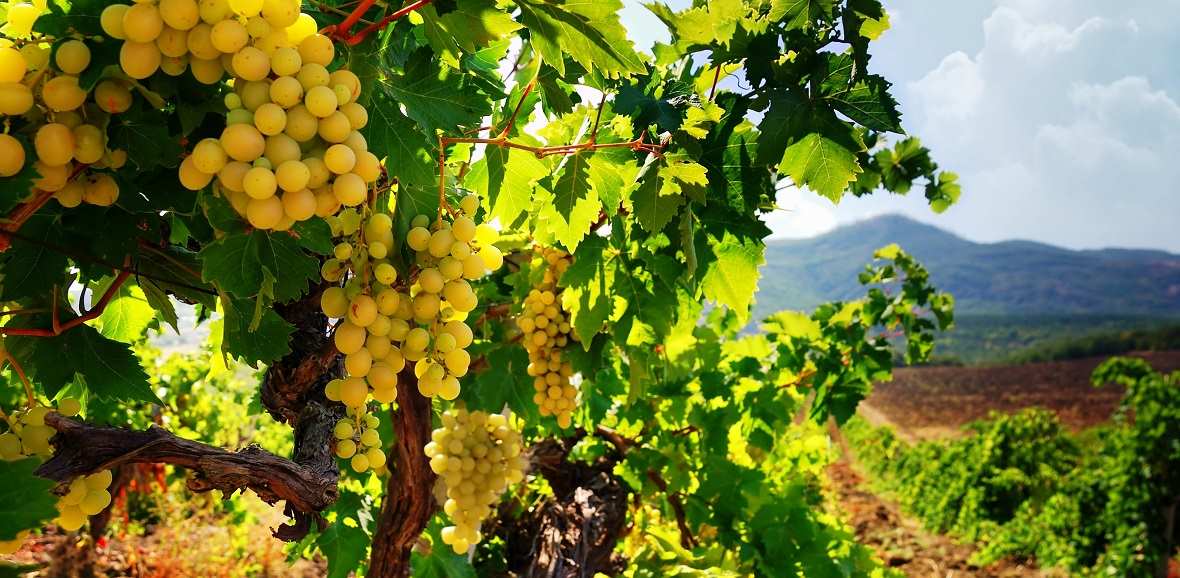 Верховна Рада встановила мінімальний строк користування землею для виноградарів