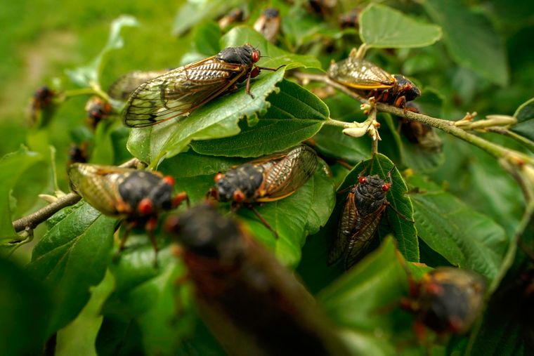 Комахи — це нове м’ясо. Як сарана та цвіркуни на нашому столі можуть врятувати планету і людей