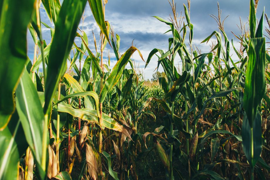 У США почали виробляти природний газ з кукурудзи