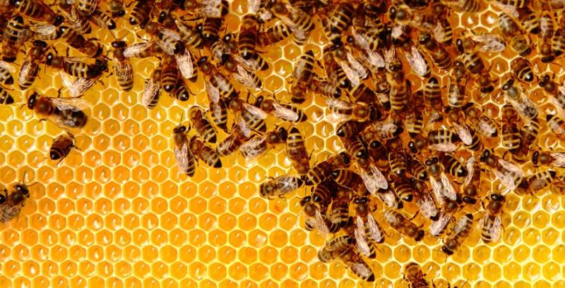 Через складні погодні умови вітчизняні пасічники втратили близько 30% бджіл