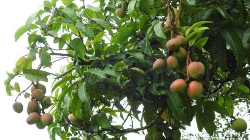 На вигляд – яблуко, смак – банану: фермер з Індії шокував плодами манго