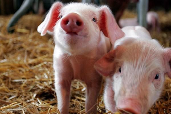 В Кіровоградській області зафіксували випадок африканської чуми свиней