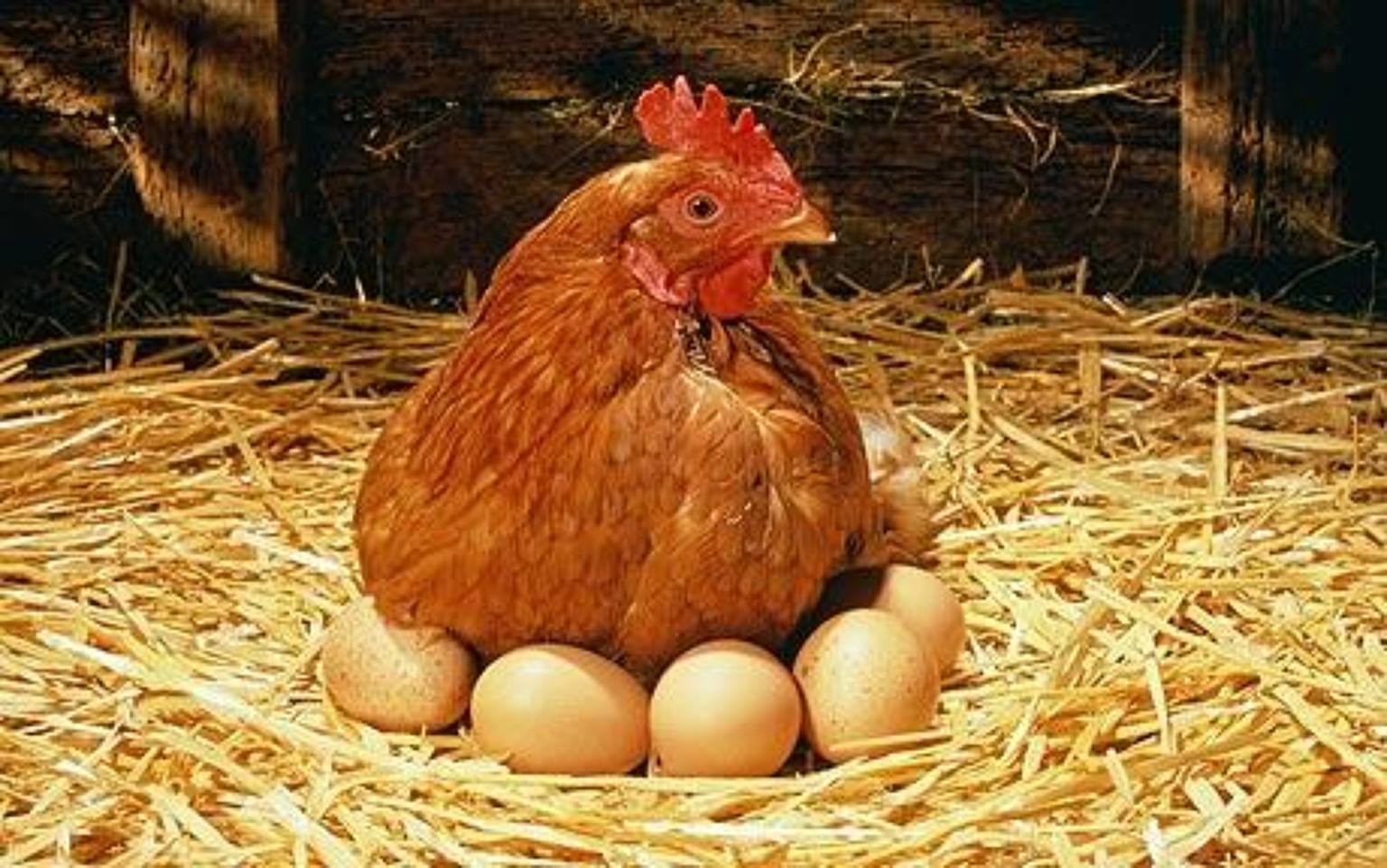 Україна заборонила ввезення яєць і птиці з Чехії через пташиний грип