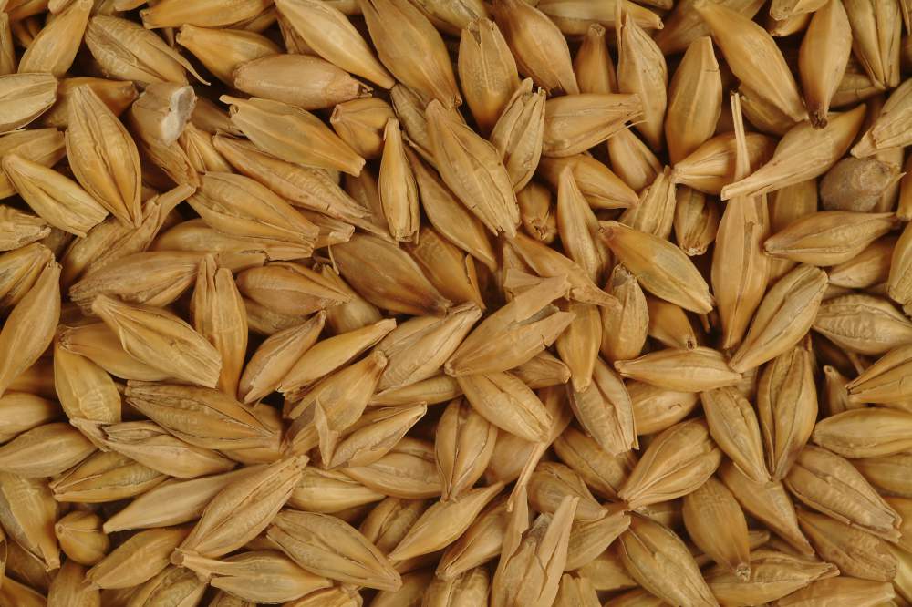 Ціни на фуражний ячмінь в Україні перевищили вартість продовольчої пшениці