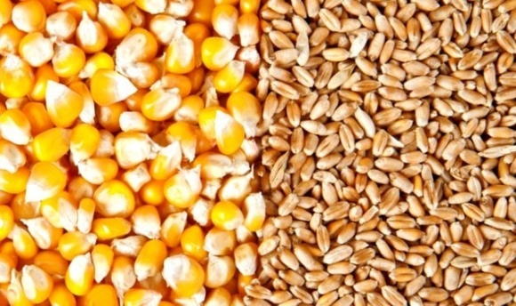 USDA переглянуло прогноз світового виробництва пшениці та кукурудзи