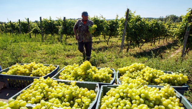 В Україні збільшилась переробка винограду