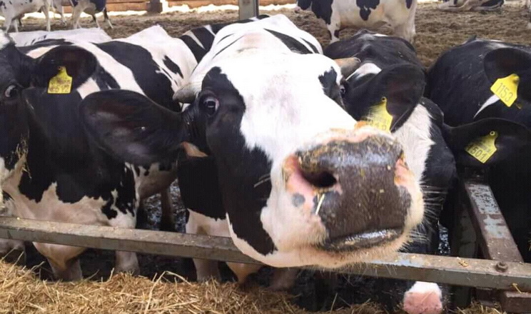 На вітчизняній фермі контролюють здоров’я корів за допомогою ошийника з датчиком