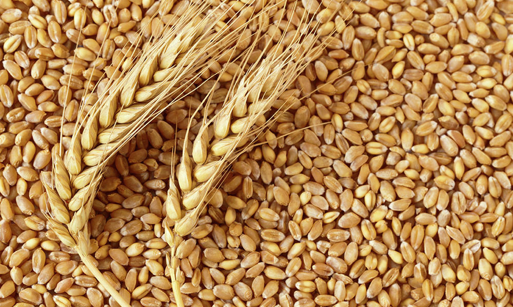 Експорт зернових перевищив 34 мільйони тонн