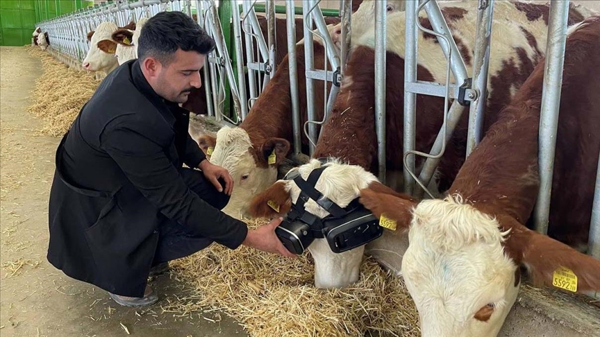 Фермер з Туреччини одягає на своїх корів окуляри віртуальної реальності: як це вплинуло на надої