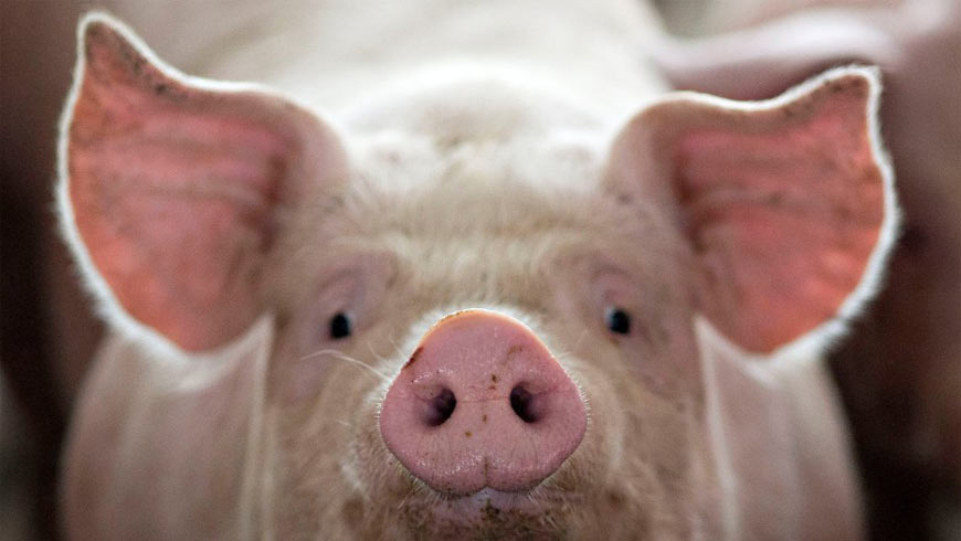 Новий антирекорд поголів’я свиней у 2022
