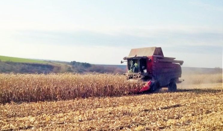 Кукурудза займає чверть усіх посівних площ України