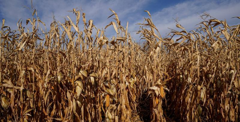 На Чернігівщині за незаконне вирощування кукурудзи фермер сплатив понад 300 тисяч грн