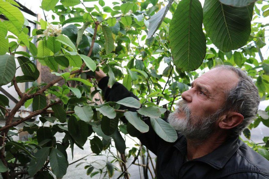 На Миколаївщині родина вирощує тропічні фрукти на власній грядці