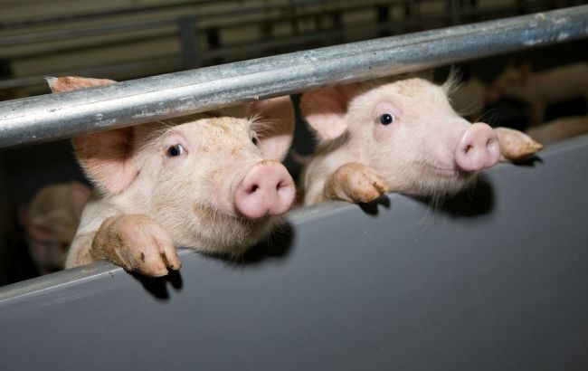 Як змінилися ціни на свинину живою вагою
