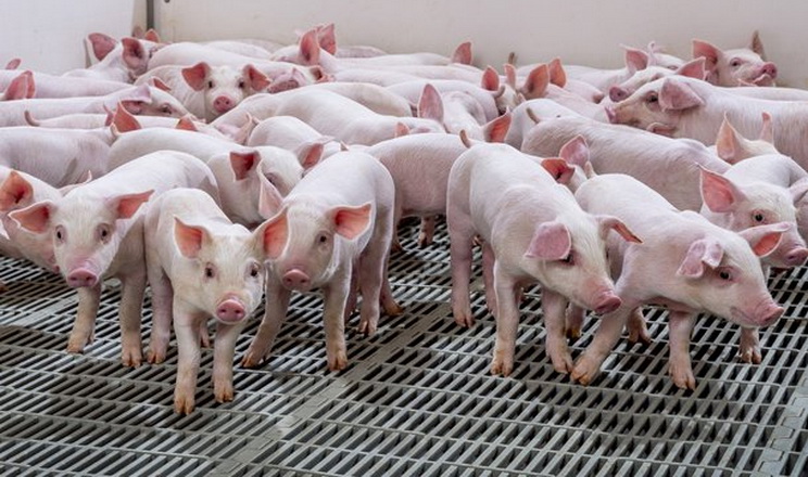 Вітчизняний агрохолдинг інвестує 15 млн грн у реконструкцію свинокомплексу