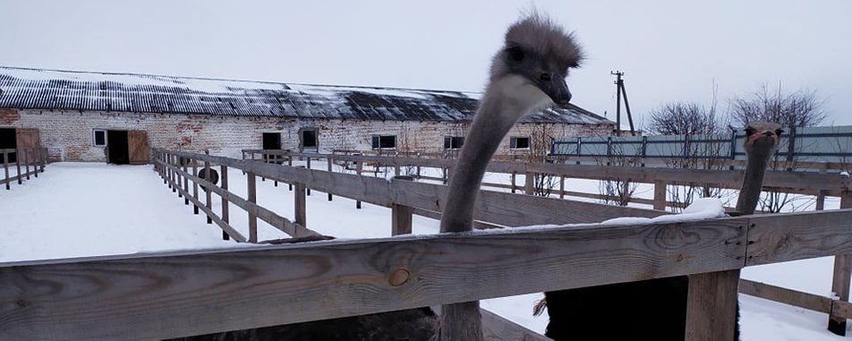 На Хмельниччині розводять рідкісні види страусів